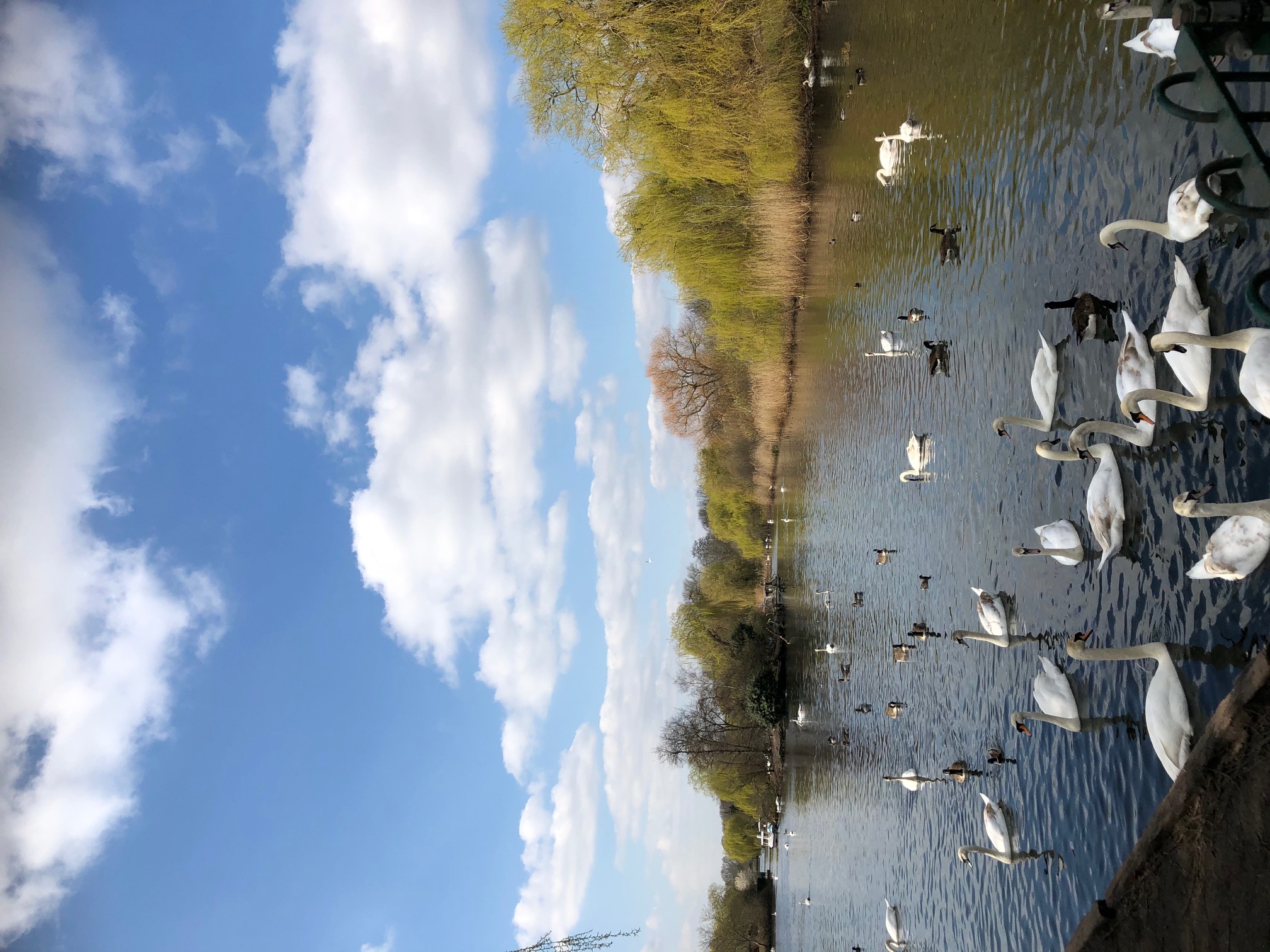 The influence of the Majority