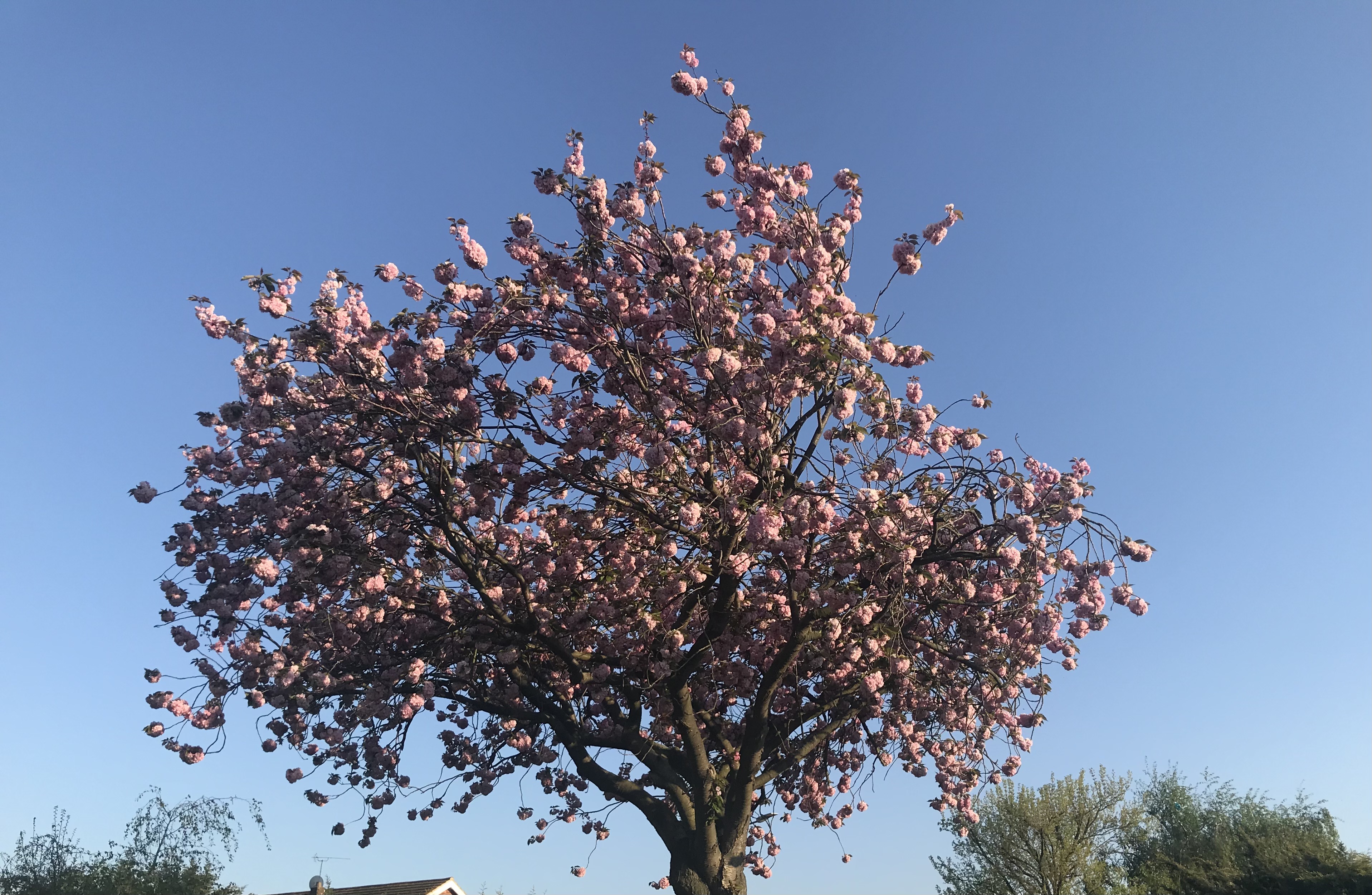 Ncheta Onwu onye anyi: Kraist Aja Ngabiga Anyi